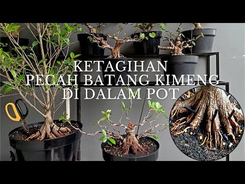 CARA CEPAT PROGRAM KIMENG CUKUP DI POT (Solusi Lahan Sempit)