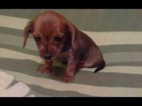 z okazji 45 - rocznicy Waszej miłości.