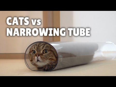 Funny: A New and Exciting Game for Cats