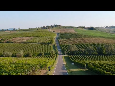 ORO GIALLO: il viaggio della Malvasia di Candia Aromatica