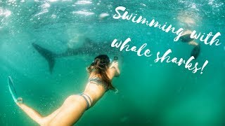 preview picture of video 'Swimming with Whale Sharks | La Paz'