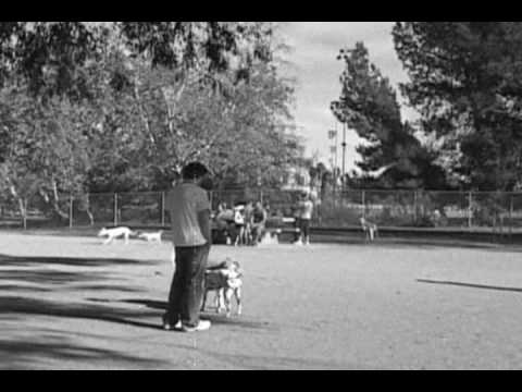 dylan goes to the dog park