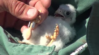 TERMÉSZETVÉDELEM HATÁROK NÉLKÜL