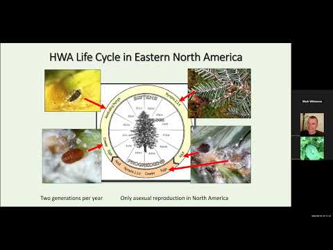 Lessons learned managing the hemlock woolly adelgid