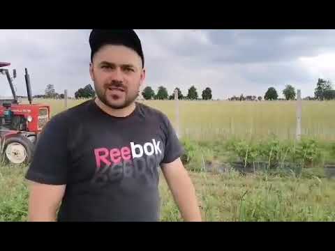 Jagoda Kamczacka: jak prawidłowo postępować z Jagodą.