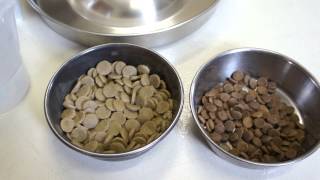 犬の離乳食の作り方　静岡県浜松市のペットのブリーダーワンブー