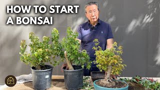 How to Make Your First Bonsai from a Sapling (Step-by-Step) – Trident Maple Edition