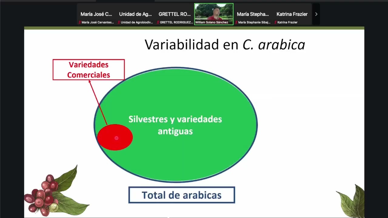 Manejo de híbridos y variedades de alta producción en café