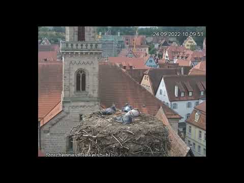 Dinkelsbühl, D   gólyafészek/stork nest  2022.09.24.