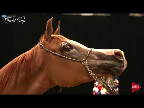 N.111 TRA ALEXA - LAS VEGAS 2019 - Arabian World Cup Senior Mares ATH (Class 103).mp4