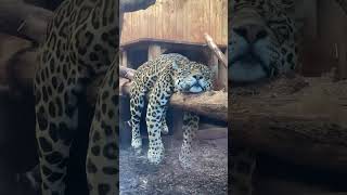 They’re basically giant cats 🥰 #leopard #cat #cute #funnyvideos #Foryou