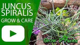 Juncus spiralis  - grow & care (Corkscrew rush)