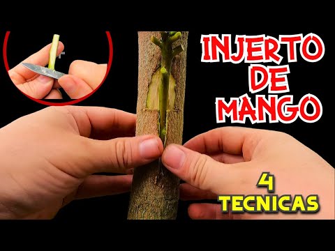 Los Mejores METODOS para INJERTAR MANGO PASO a PASO // TUTORIAL