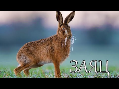 Как мы вязали зайчика