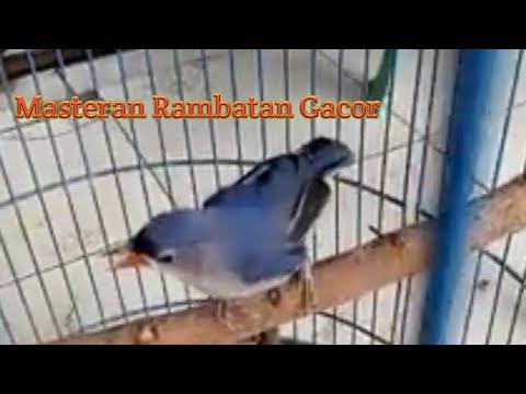 download lagu mp3 mp4 Burung Rambatan, download lagu Burung Rambatan gratis, unduh video klip Burung Rambatan