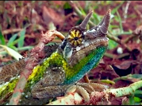 Chameleón jacksonov (Trioceros jacksonii) — Jackson's Three Horned Chameleon vo voľnej prírode (HD)