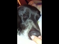 Ernie Snoring