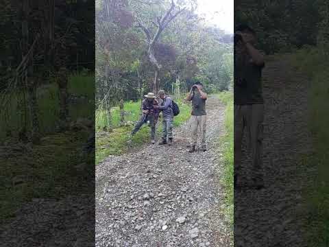 Aventuras de avistamiento de aves en el municipio de Peque con visitantes de San Rafael Antioquia