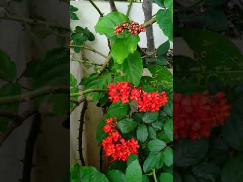 Flaming Glory Bower Vine Flowers and Buds