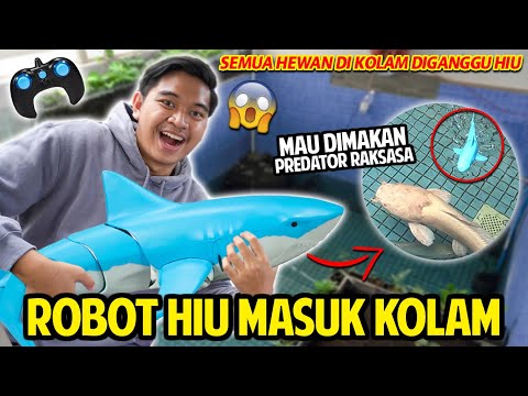 ROBOT HIU MASUK KOLAM MENGGANGGU HEWAN KOLAM! HIU REMOT MAU DIMAKAN IKAN PREDATOR RAKSASA KOLAM!