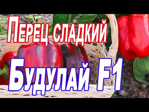 Перец сладкий Будулай F1