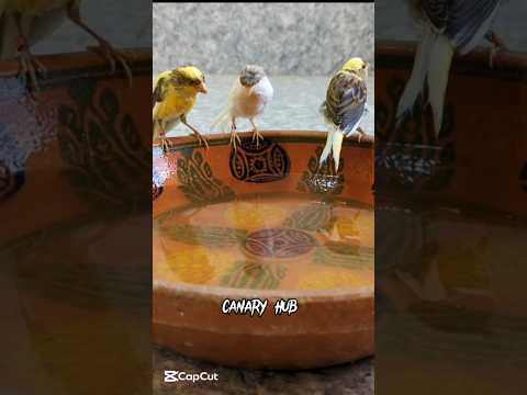 The ultimate canary singing video from a legend - Powerful training song