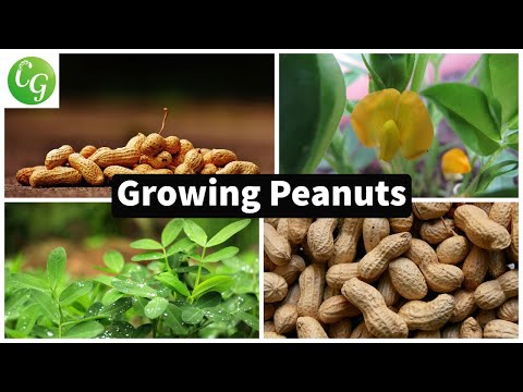 , title : 'How to grow Peanuts in your home garden
