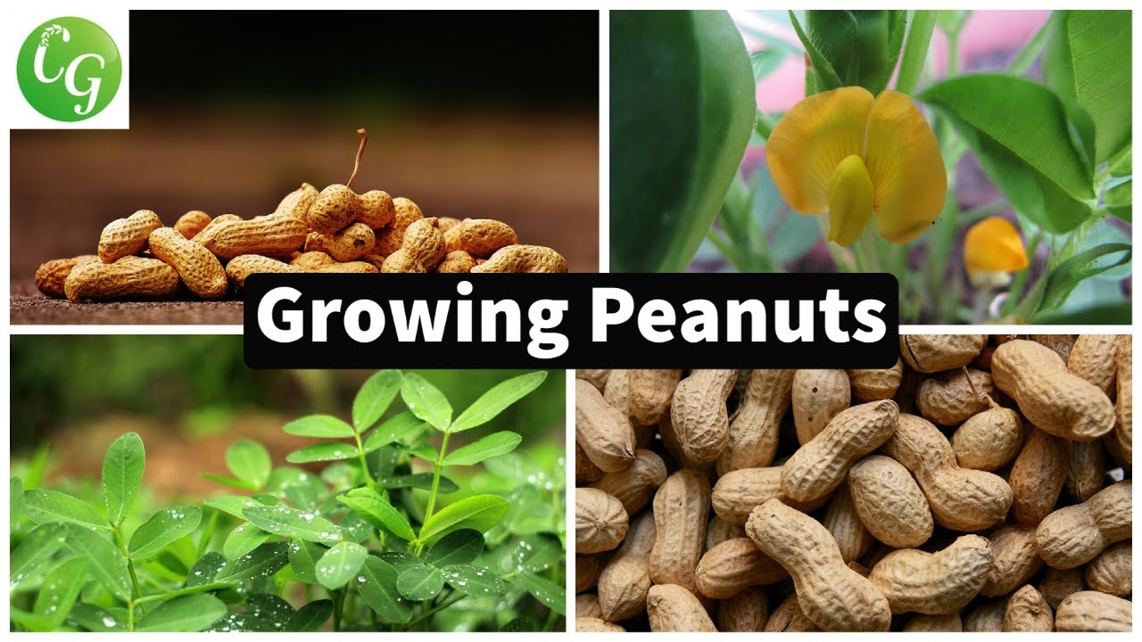 What Do Peanuts Look Like Growing EN General what-do-peanuts-look-like-growing-en-general