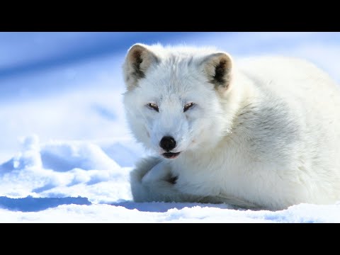 Arctic Fox: Masters of Winter Survival! ❄️🦊