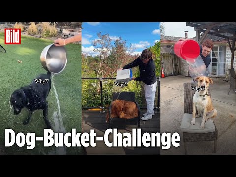 Ist DAS Tierquälerei für Internet-Likes?