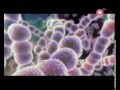 Паразиты битва за тело 
