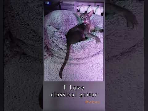 🐱My Big Cat Family - Mahes: I love classical guitar #short #shortvideo  #cats #cat #cutecats