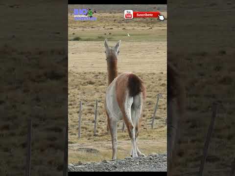 GUANACO EN LA PATAGONIA - ARGENTINA - Lama guanicoe #shorts #short #guanaco #camel #wildlife