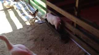 preview picture of video 'Контактный зоопарк в Кемерово. Злой гусь и наглая свинья'
