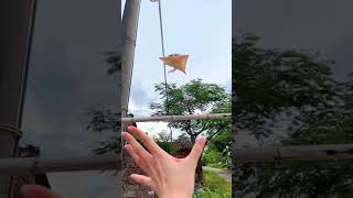 Flying squirrel 🧐😱