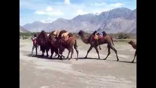 preview picture of video 'Double hump camels at the desert of Diskit, Nubra Valley'