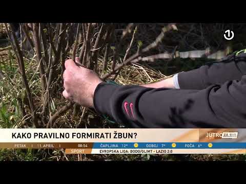 Uzgoj i rezidba crnog ribizla