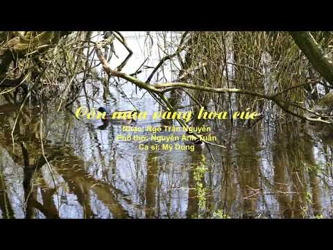 Còn mùa vàng hoa cúc - Mỹ Dung