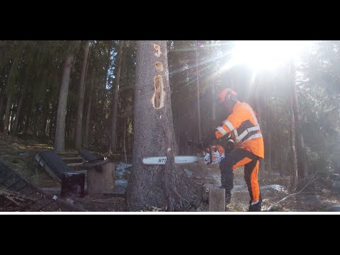 Jättelaho kuusi ja minikaatokolo!