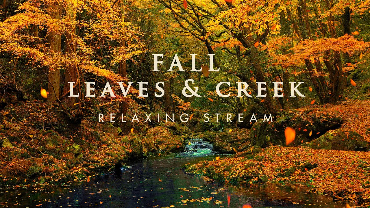 揖保川源流 と 散紅葉の渓谷 │ Fall leaves and creek │ Relaxing Stream & Music / ASMR