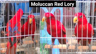 Moluccan Red Lory Bird Price and Details
