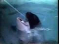 Sesame Street Killer Whale Gets Its Teeth Brushed