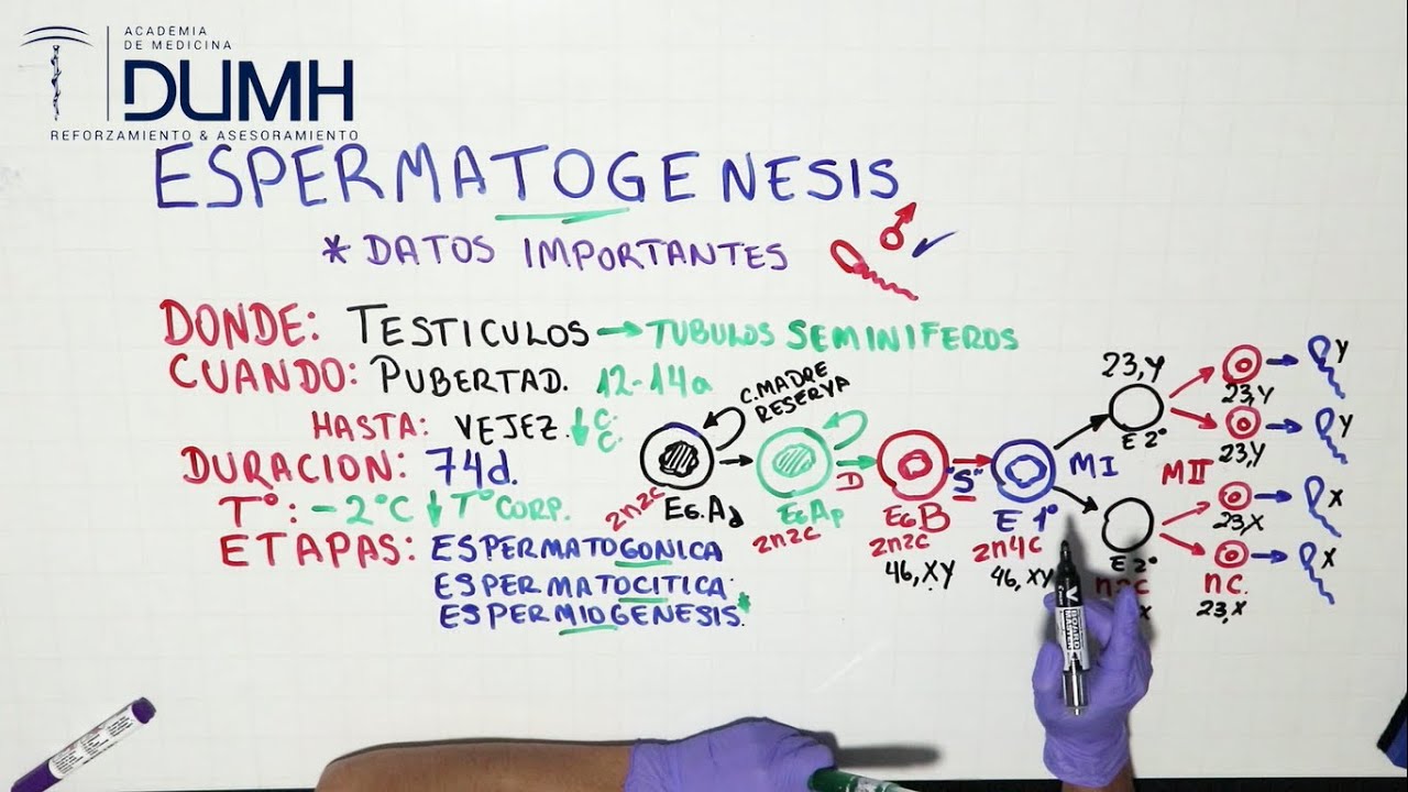 EMBRIOLOGIA | Espermatogenesis