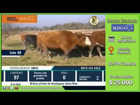 15-08-19 - Venta de Vientres - Remate Televisado de Rosgan - Rosario