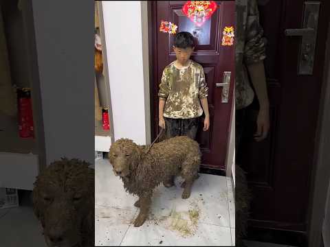 Dog is Innocent - The Child Framed Him 🐶😱~ New Viral Gadgets, Smart Appliances, Kitchen #shortsfeed