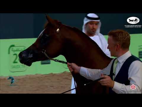 N 307 QAIS AL ARAB   The Kingdom International Championship For AH 2022   Colts 3 Years Old Class 9C