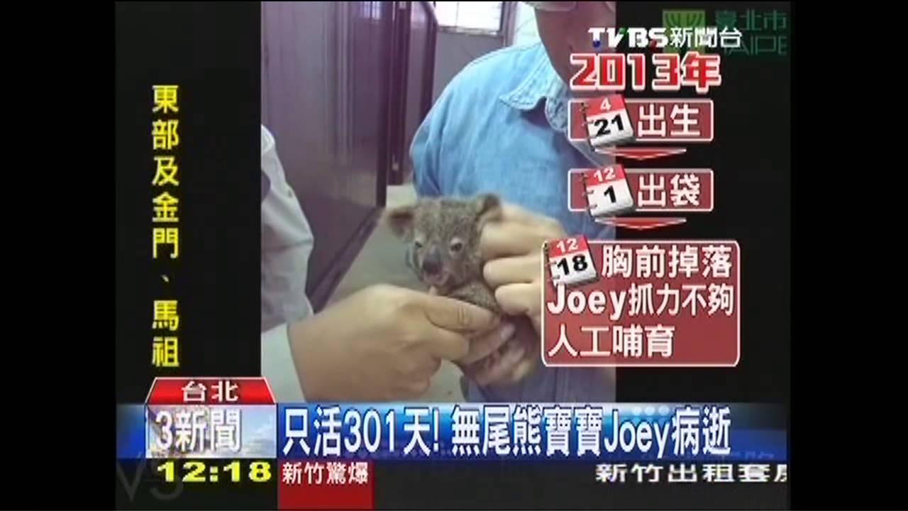 只活301天! 無尾熊寶寶Joey病逝