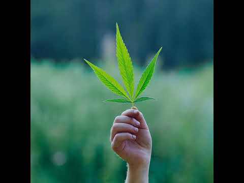 LEGAL TALK: Possible changes to South African Cannabis law in 2024