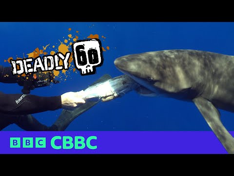 TOP 5 Deadliest Moments ☠️🦈 | Deadly 60 | CBBC