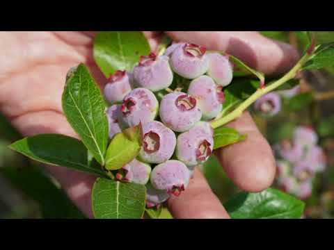 Borówka – przepis na duże, wyrównane owoce